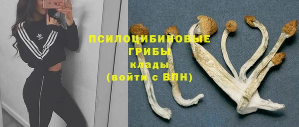 индика Сосновый Бор